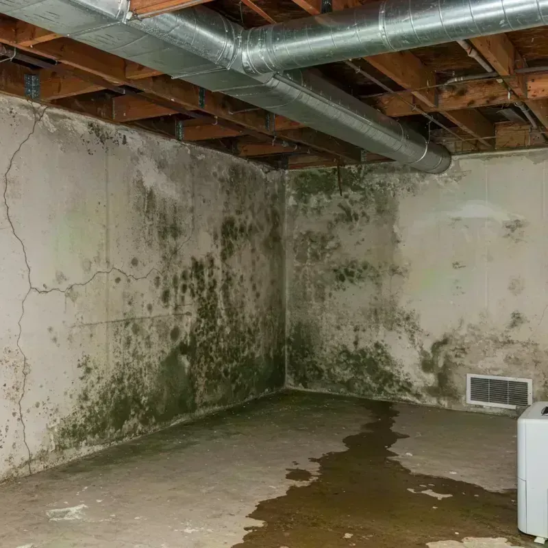 Professional Mold Removal in Le Roy, IL